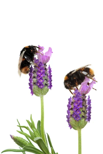 Busy Bees — Stock Photo, Image
