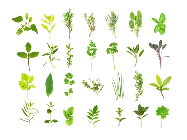 Gran selección de hojas de hierbas —  Fotos de Stock