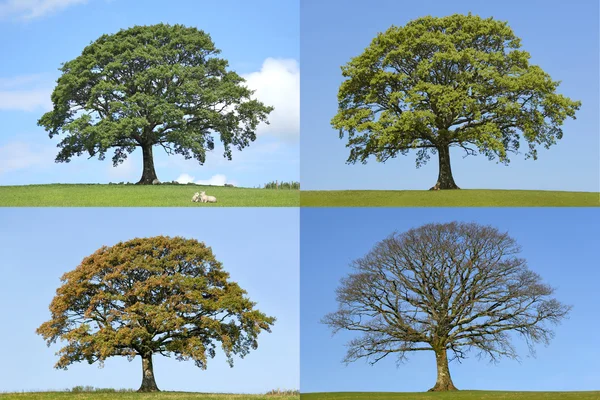 Meşe ağacı dört mevsim — Stok fotoğraf