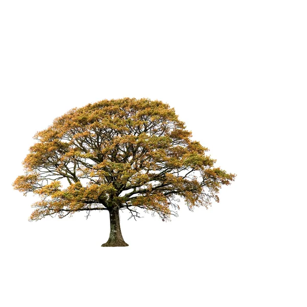 Sonbaharda yaşlı meşe ağacı — Stok fotoğraf