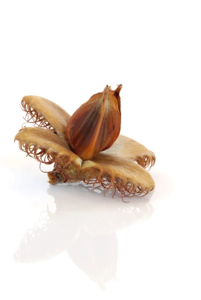 Beech Nut — Stock Photo, Image