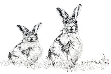 The Hares clipart