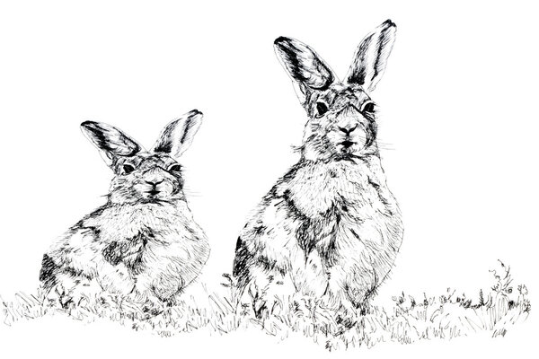 The Hares