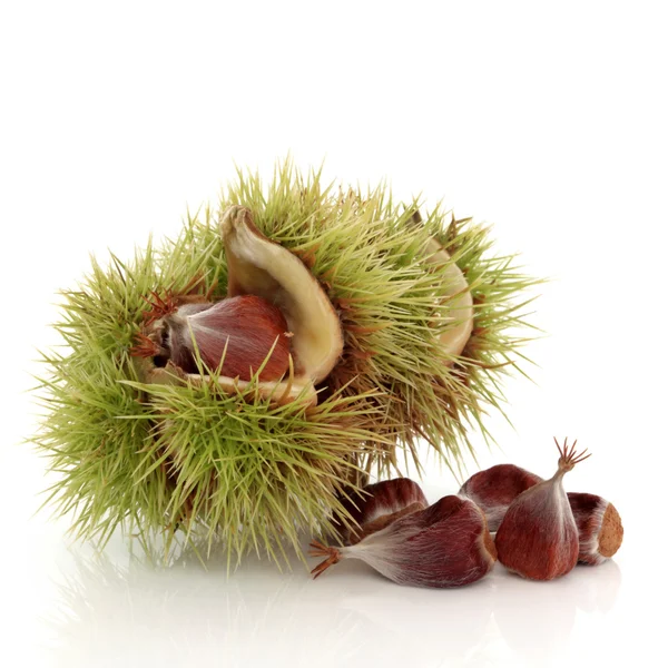 are beech nuts bad for dogs
