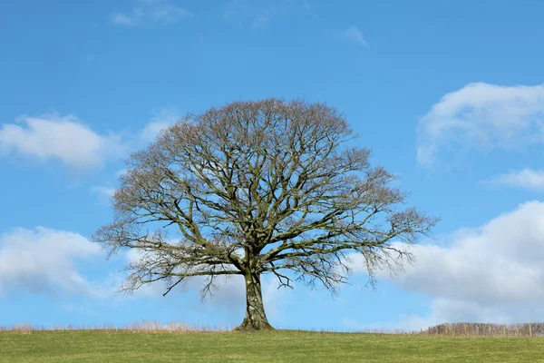 Kışın meşe ağacı — Stok fotoğraf