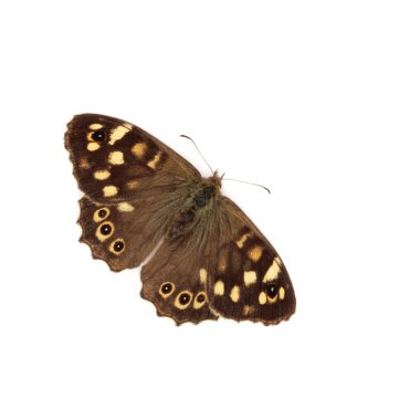 Speckled Wood Butterfly clipart