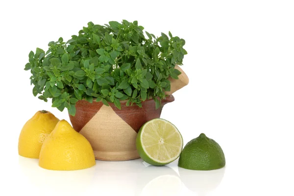 Basilic Herb au citron et aux fruits à la chaux — Photo