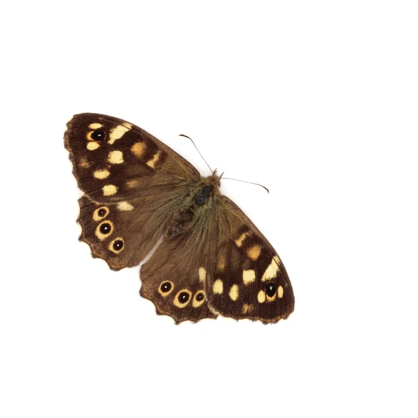 stock image Speckled Wood Butterfly