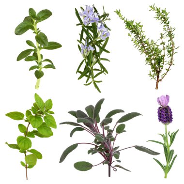 Herb Leaf Collection clipart