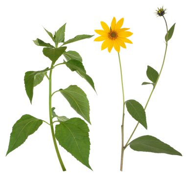 Jerusalem Artichoke Flower and Leaves clipart