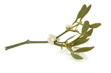 Mistletoe Leaf Sprig with Berries clipart