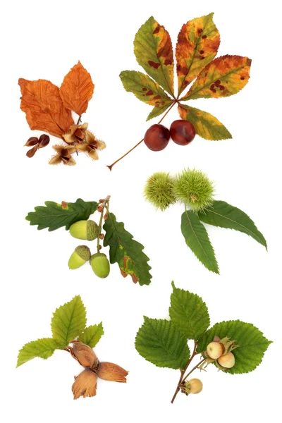 Autumn Nut Collection — Stock Photo, Image