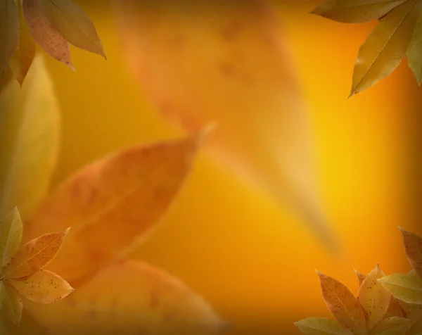Herfstbladeren achtergrond — Stockfoto
