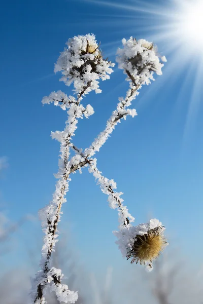 Thistle covered with snow — Stock Photo, Image