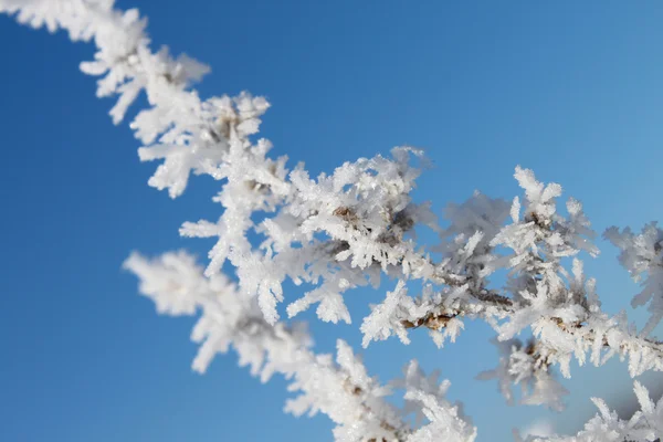 Bruncher täckt med snö — Stockfoto