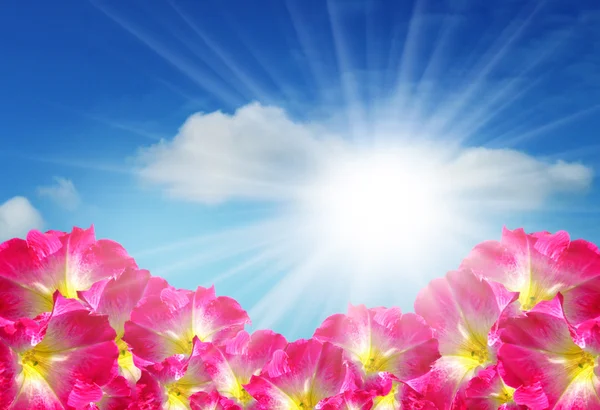 Цветы на солнце — стоковое фото
