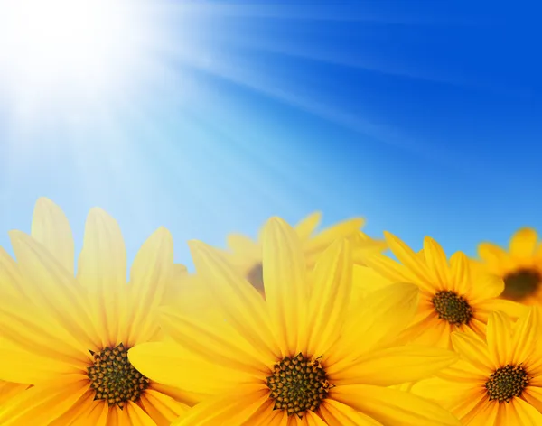 Yellow flowers in sun — Stock Photo, Image