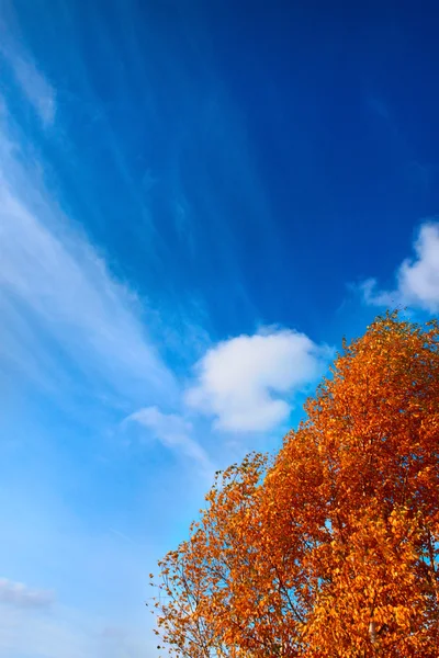 Podzimní listí na podzim - zlatá — Stock fotografie