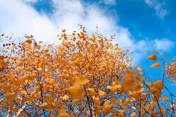 Осінь - золоте осіннє листя — стокове фото