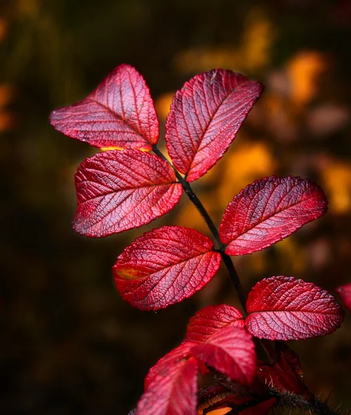野生玫瑰秋天的树叶 — 图库照片