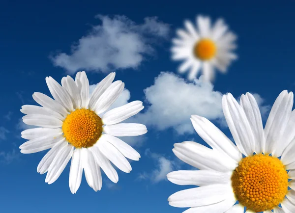 Květiny na nebeské oblohy — Stockfoto