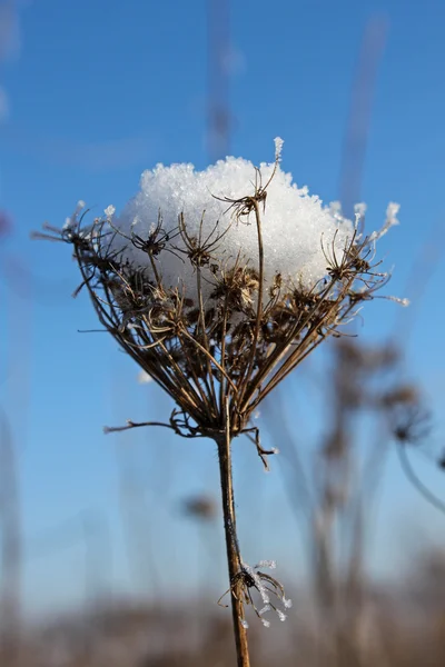 Planta coberta de neve — Fotografia de Stock