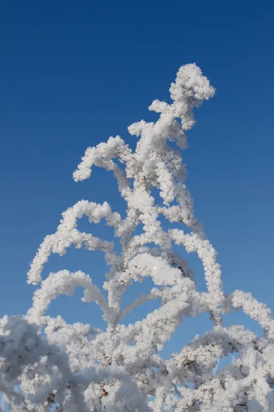 Inverno - planta coberta de neve — Fotografia de Stock