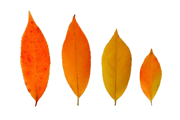 Herbstblätter isoliert — Stockfoto