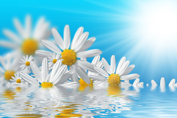 Spring flowers background