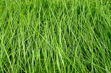 Grass texture clipart