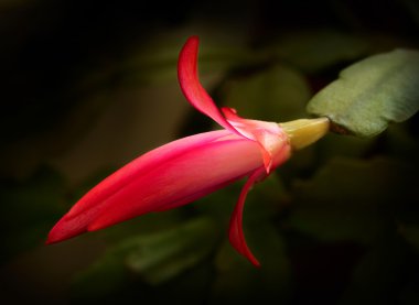 Schlumbergera truncata flower clipart