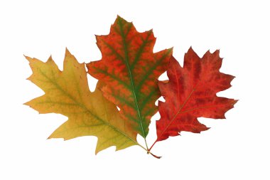 Autumn leaves clipart