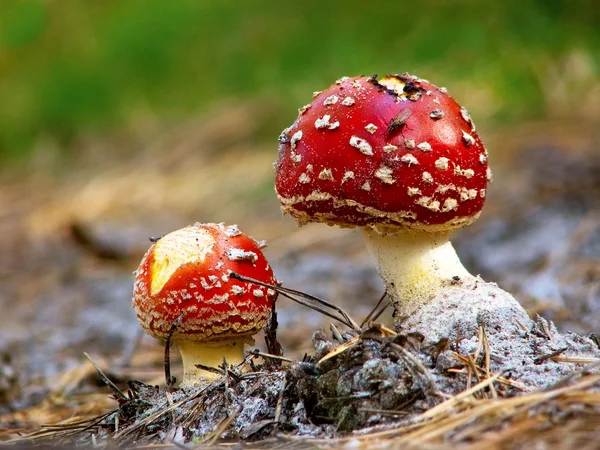 stock image Toadstools