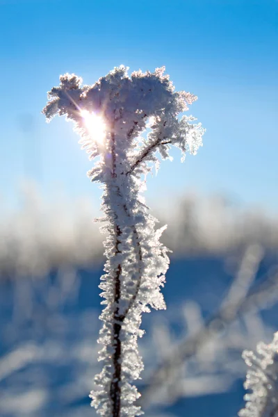 Paisagem inverno — Fotografia de Stock