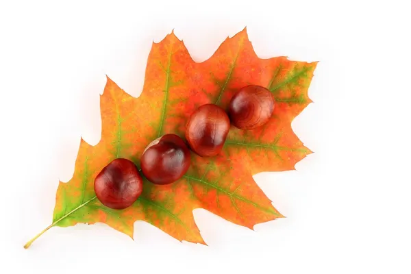 Herbstblatt und Kastanien — Stockfoto