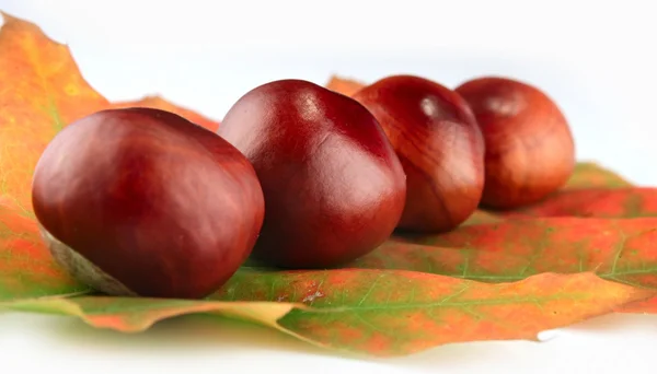 Autumn leaf and chestnuts — Stock Photo, Image