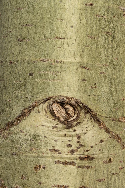 나무 껍질 질감 배경 — 스톡 사진