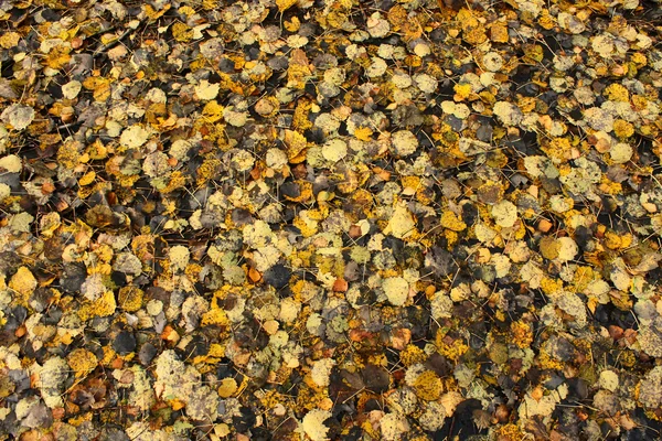 Hojas de otoño Textura — Foto de Stock