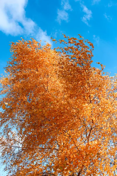 Осінь - золотий осінній пейзаж — стокове фото