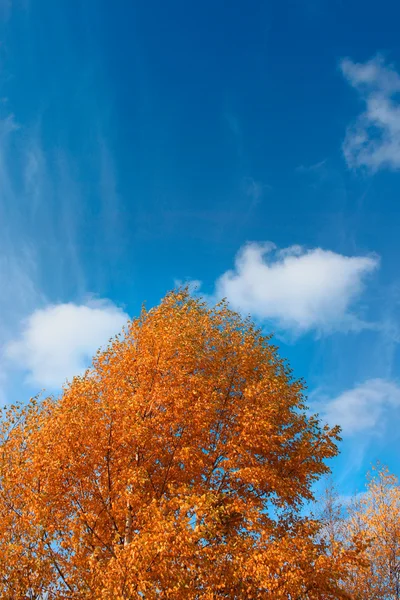 秋天-黄金秋天的树叶 — 图库照片