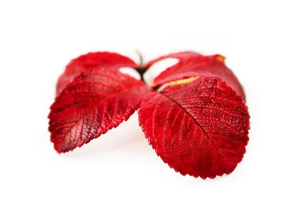 Wild rose autumn leaves — Stock Photo, Image