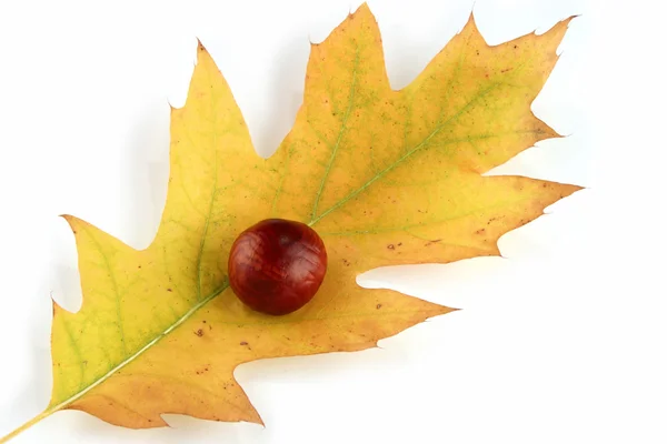 Autumn leaf and chestnut — Stock Photo, Image