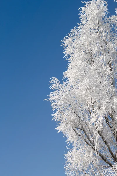 눈덮인 나무 — 스톡 사진