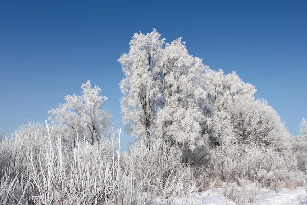 Scène hivernale - forêt couverte de neige — Photo