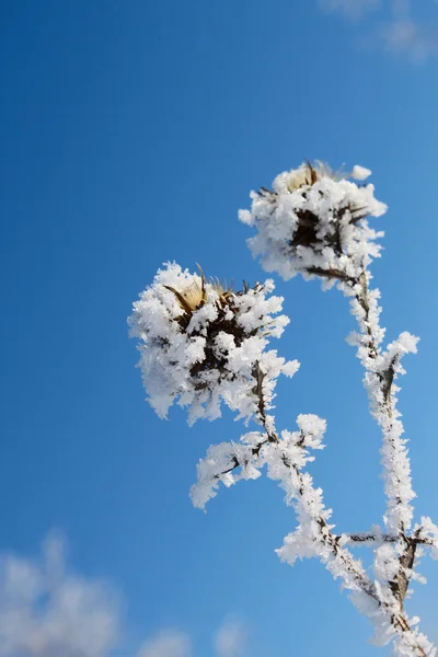 Hóval borított növény — Stock Fotó