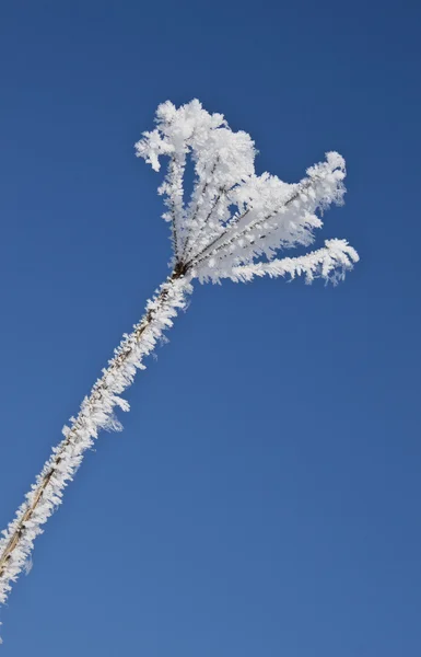 Рослина вкрита снігом — стокове фото