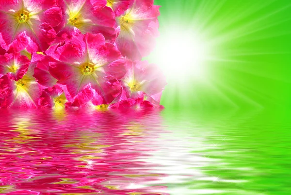 꽃 물과 태양 — 스톡 사진
