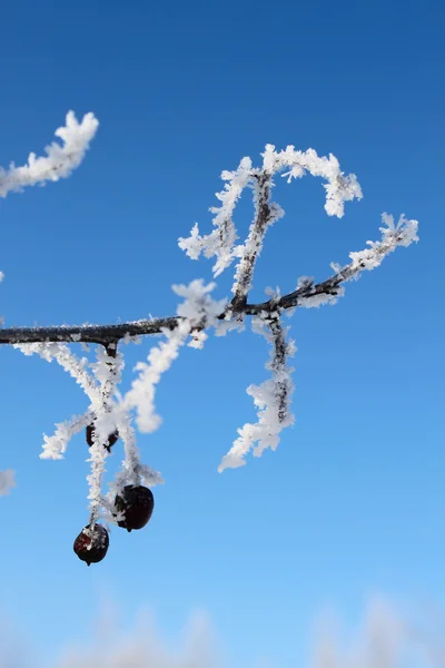 Albero con neve e frutta — Foto Stock