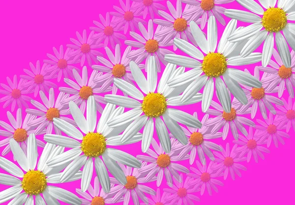 꽃 선형 조성 — 스톡 사진