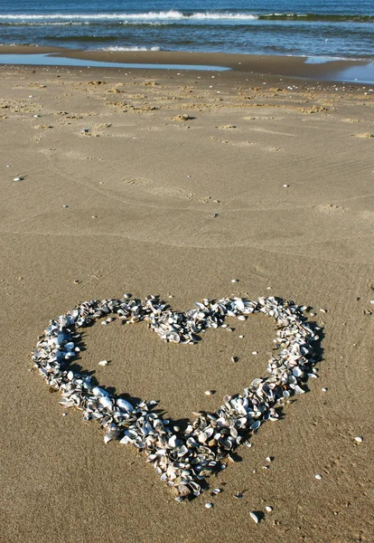 Сердце ракушки на пляже Стоковая Картинка